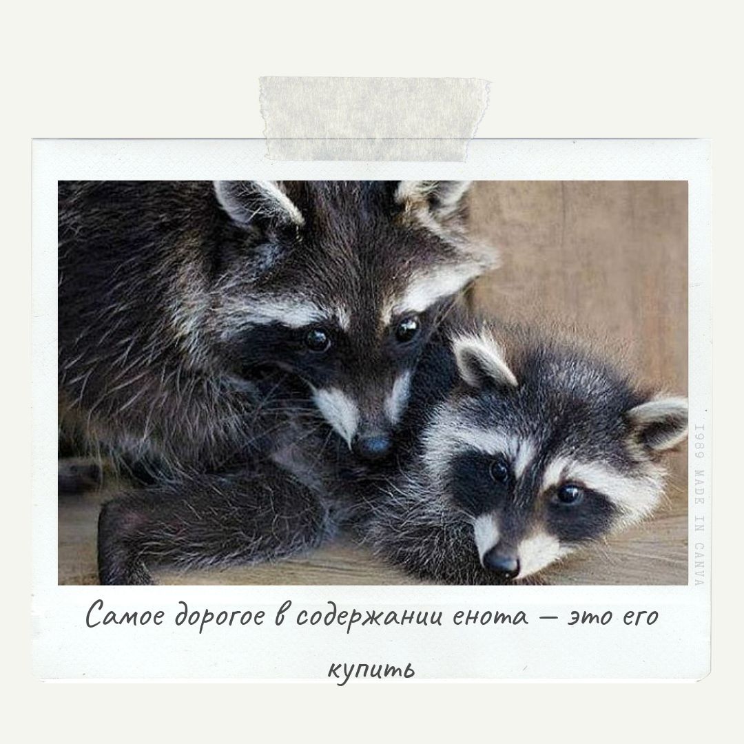 сколько стоит енот