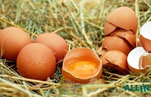 Яйца